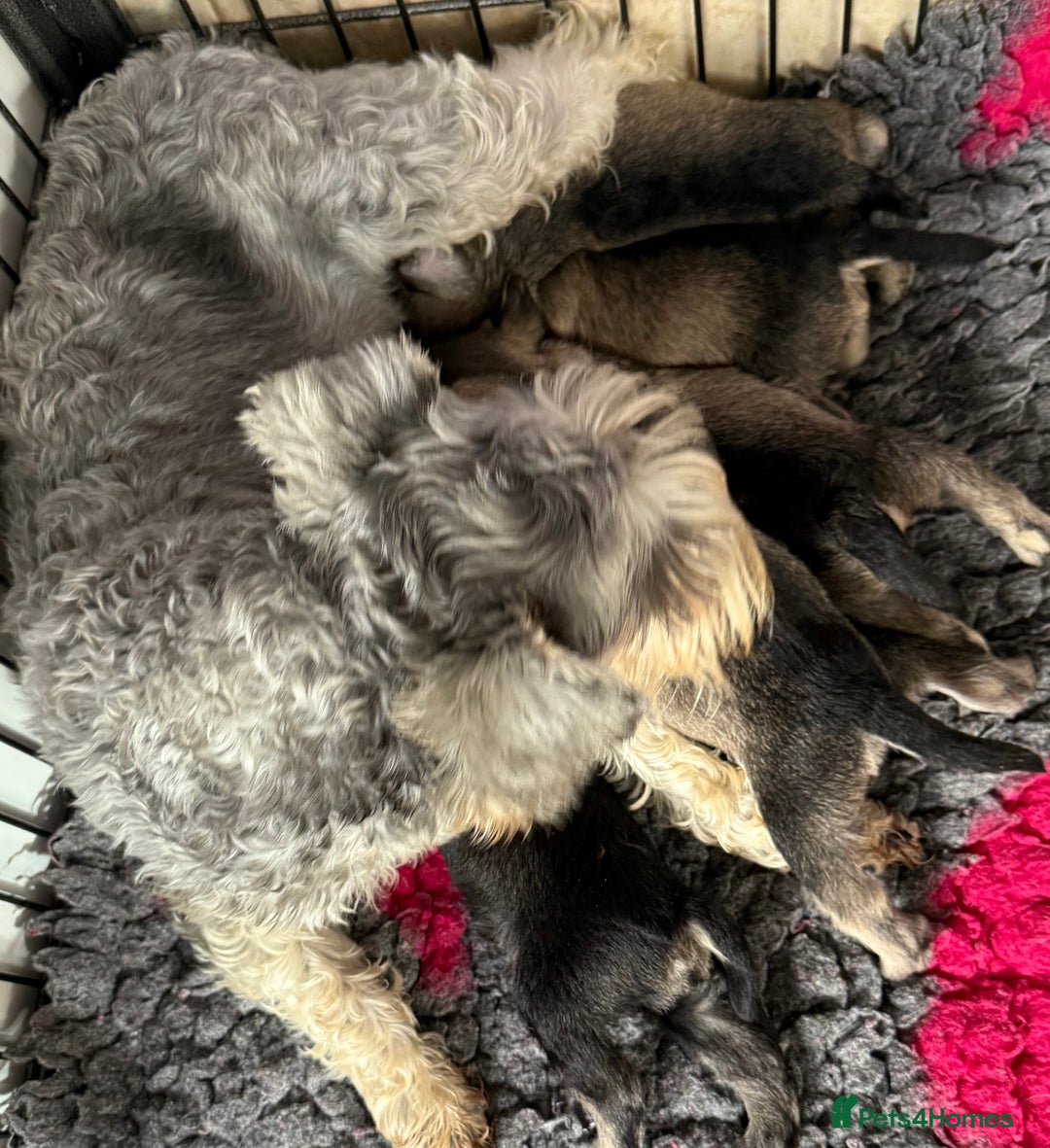 Miniature Schnauzer dogs for sale: Miniature schnauzers pups - Image 8