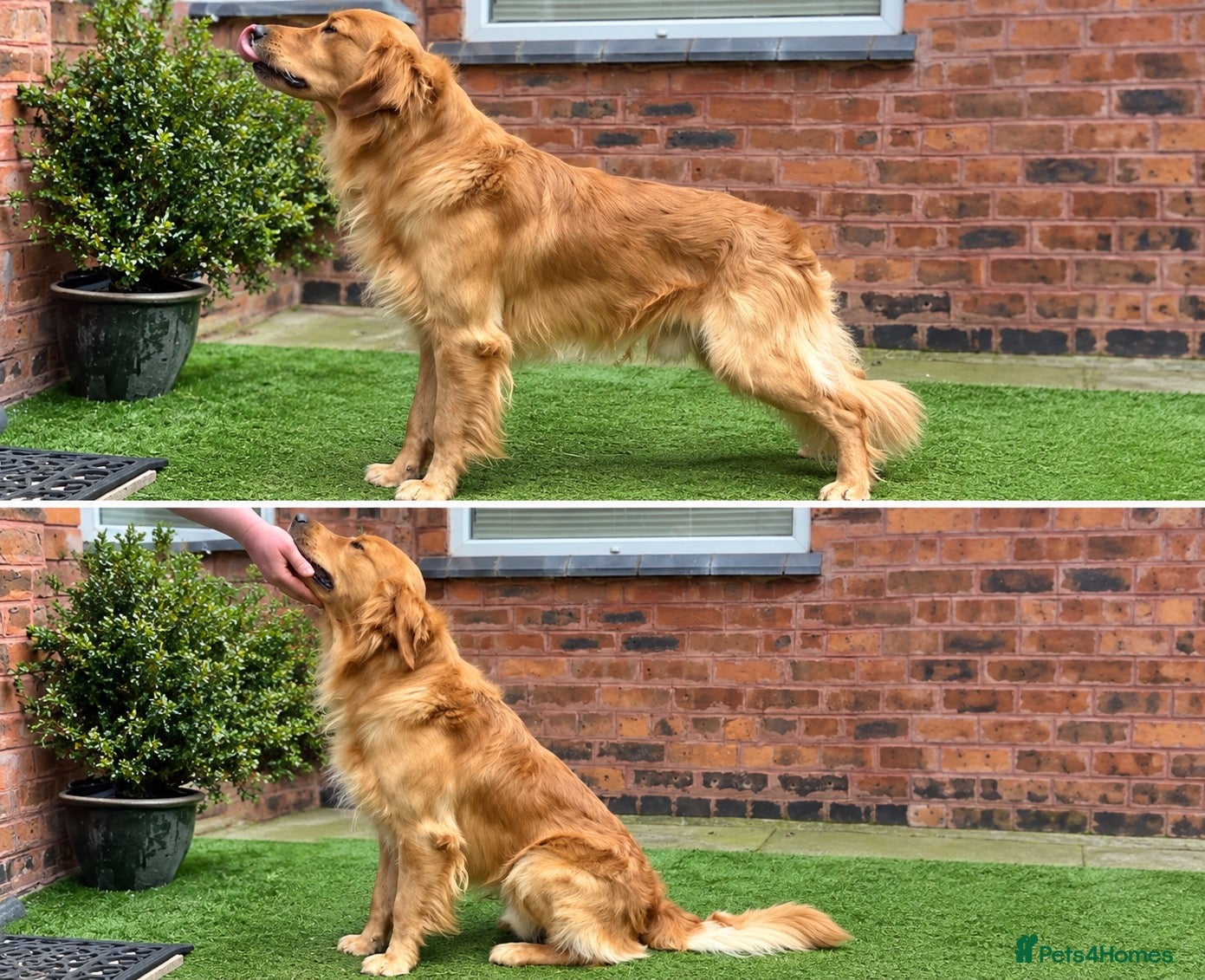 Golden Retriever dogs Beautiful KC Golden Retrievers  - Advert 2