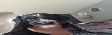 Cockapoo 1