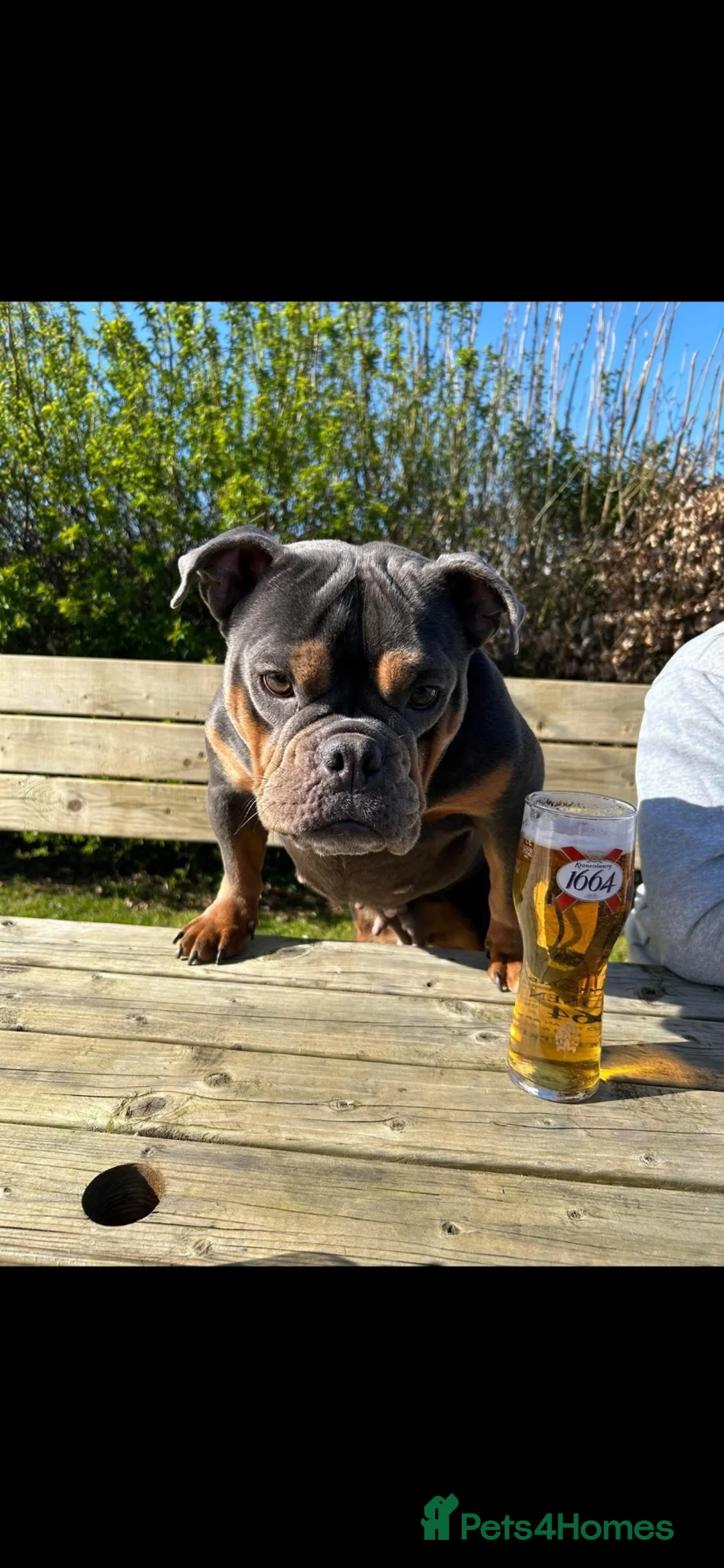 Mixed Breed dogs for sale: 4 gorgeous puppies 3 boys 1 girls  in Plymouth - Advert 1