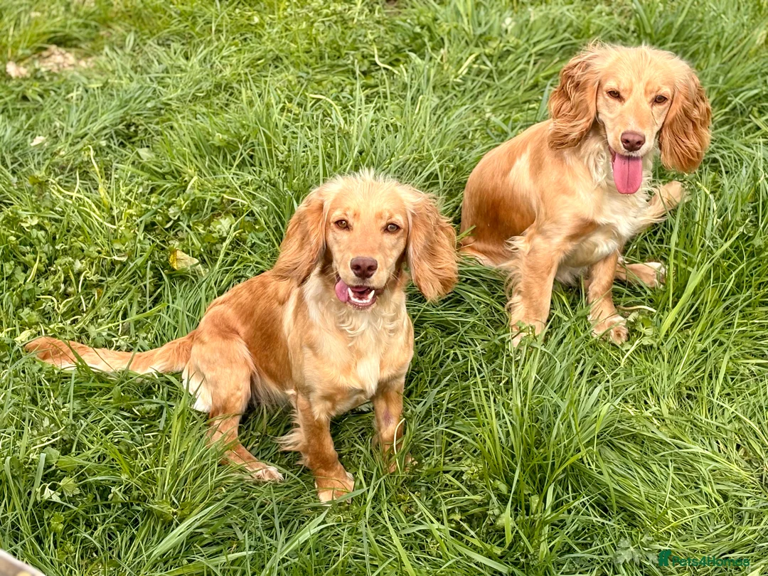Cockapoo dogs for sale: Chocolate f1 Cockapoo Pups - Advert 2