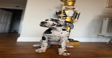 Great Dane dogs Outstanding kc registered Great Danes  - Advert 7