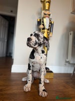 Great Dane dogs Outstanding kc registered Great Danes - Advert 7