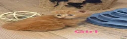 Mixed Breed cats for sale: Mixed Breed kittens  - Advert 13