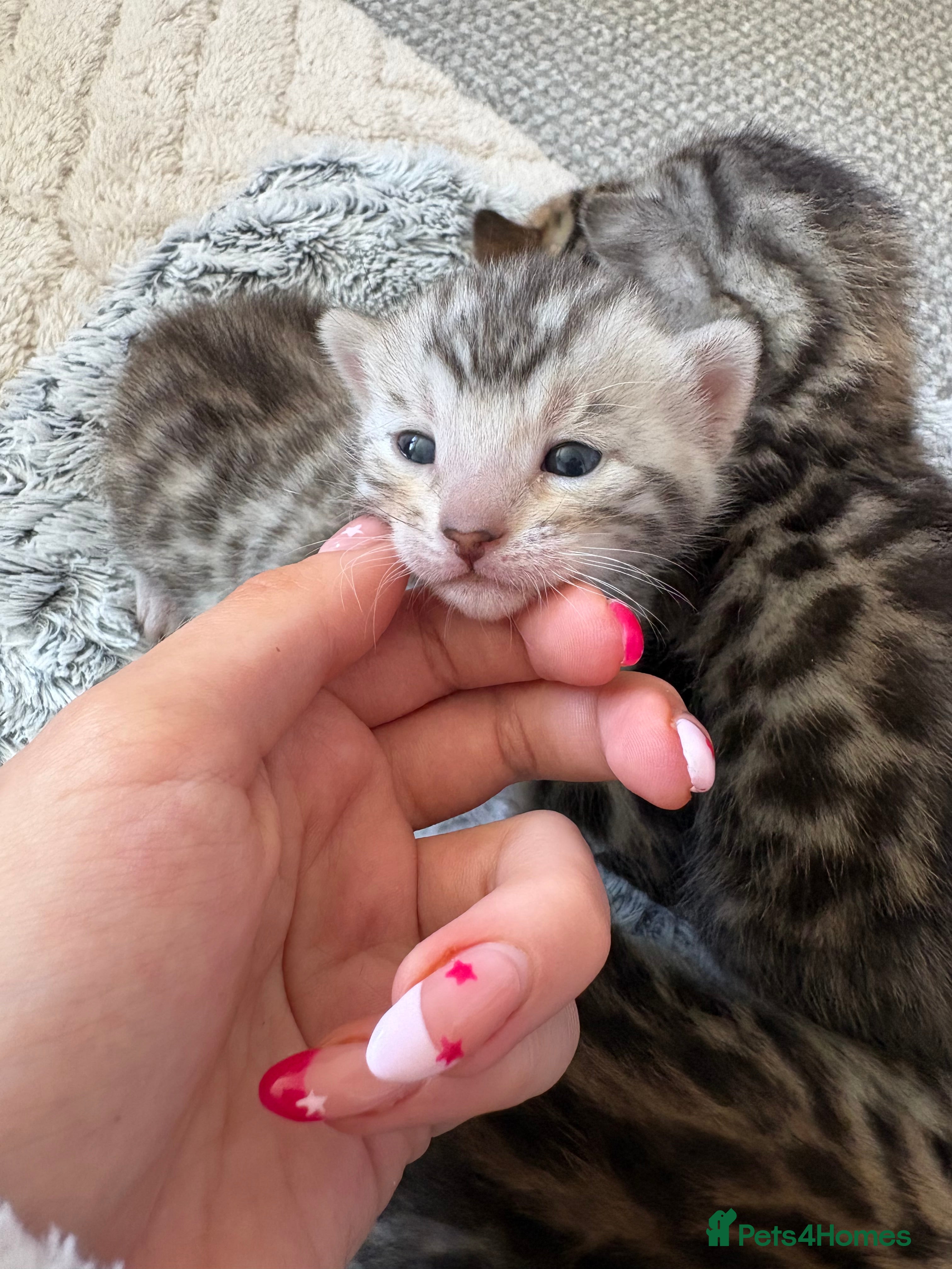 Bengal cats Pure Bengal kittens  - Advert 9