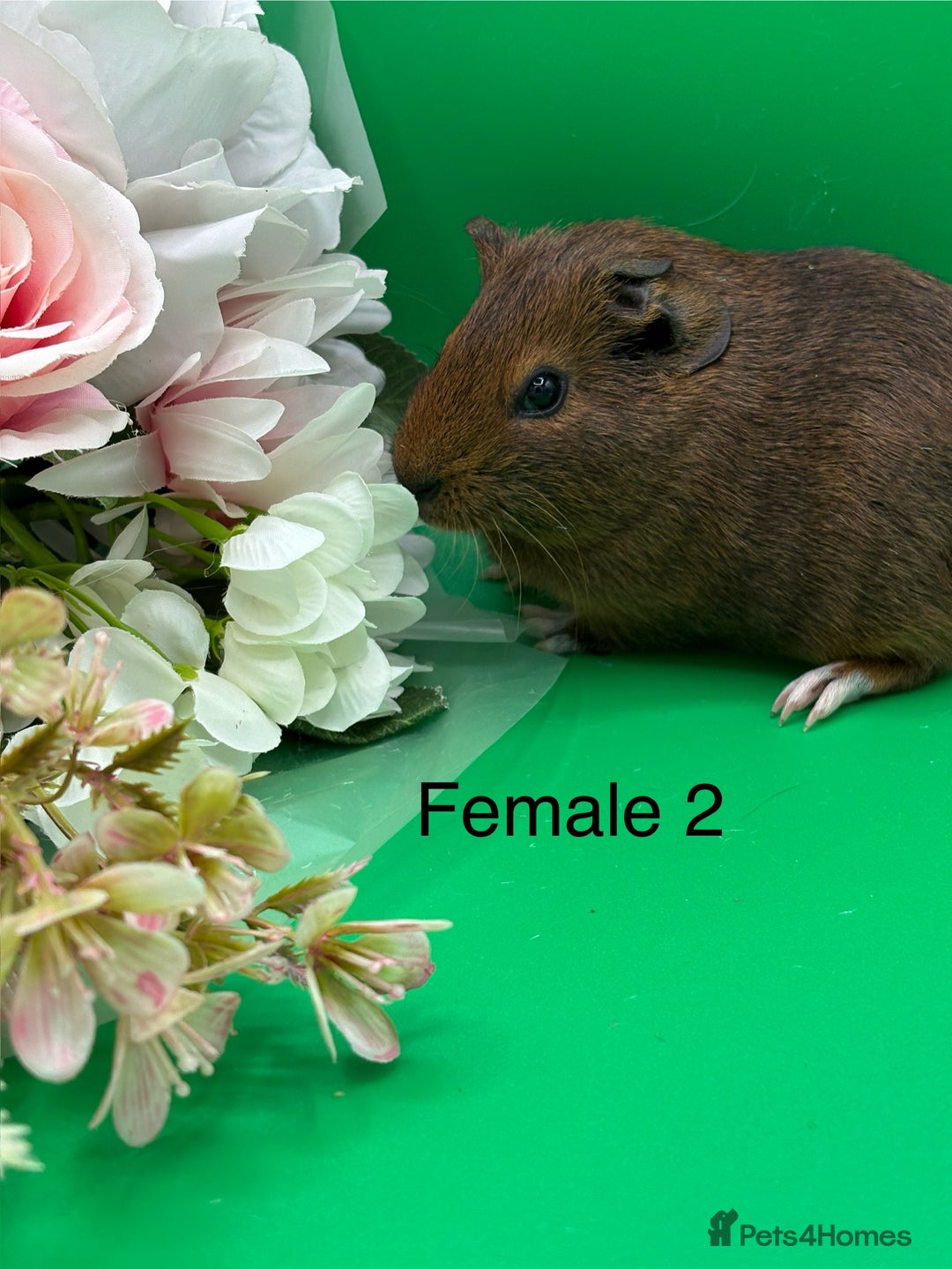 Guinea Pig rodents for sale: Adorable guinea pigs babies - Image 2