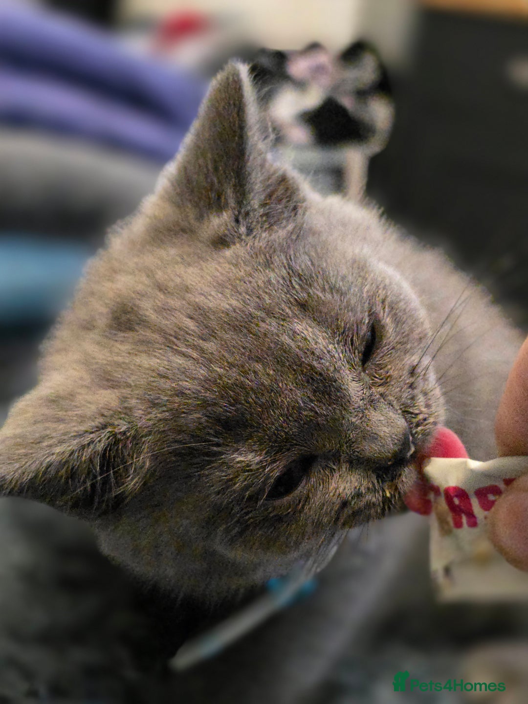 British Shorthair cats for sale: BSH kittens ready now vet checked - Image 8