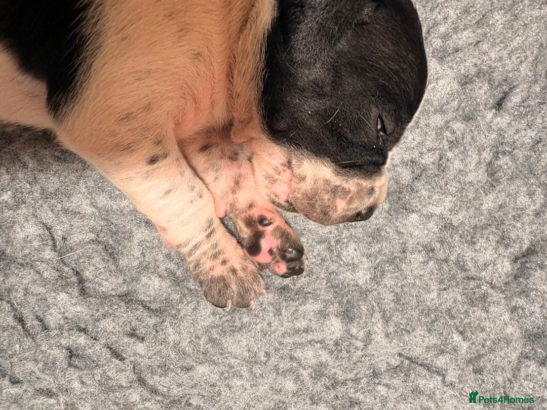 Pointer dogs for sale: Puppies due 20/12 - Advert 8