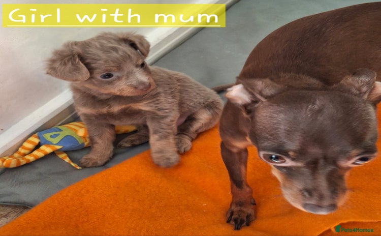 Russian Toy Terrier dogs - Advert 1