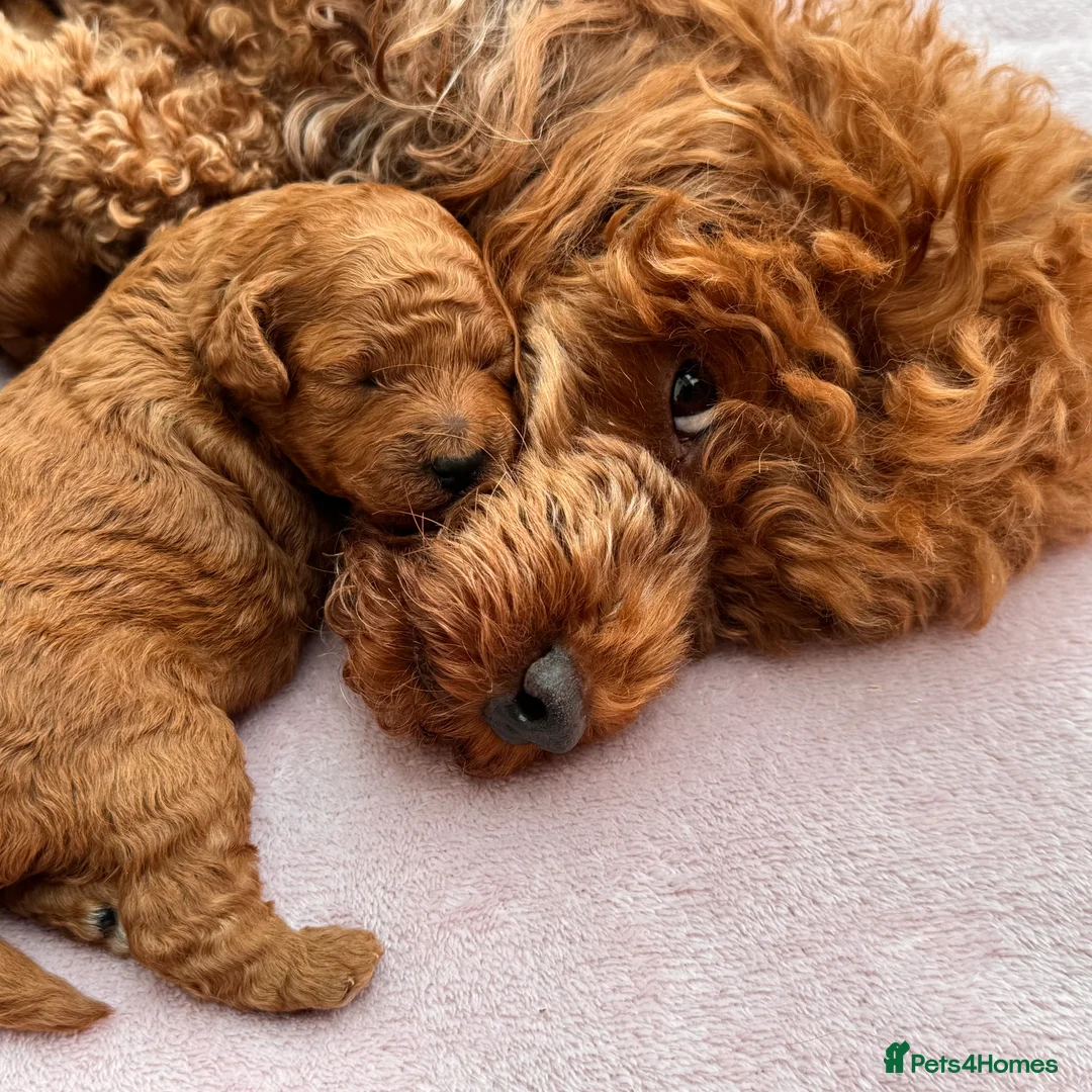 Toy Poodle dogs for sale: KC Reg RED Toy Poodle , 10 CHAMPIONS in blood line in Hatfield - Advert 1