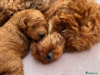 Toy Poodle dogs KC Reg RED Toy Poodle , 10 CHAMPIONS in blood line in Hatfield - Advert 14