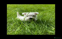 West Highland Terrier dogs for sale: KC Registered West Highland Terries Puppies  - Image 11