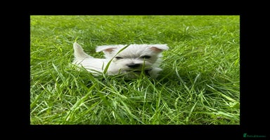West Highland Terrier dogs - Advert 8