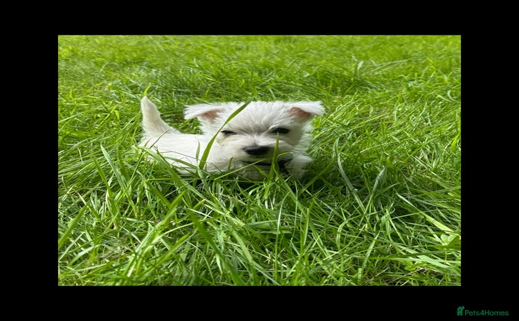 West Highland Terrier dogs - Advert 3