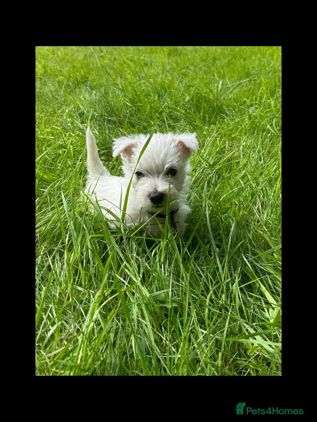 West Highland Terrier dogs for sale: KC Registered West Highland Terries Puppies  - Image 11