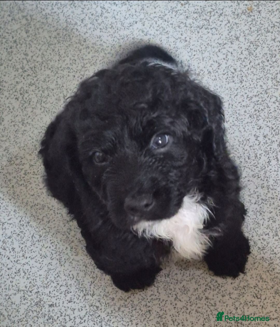 Cockapoo dogs F1 Health checked cockapoos - Ready to leave  - Advert 15