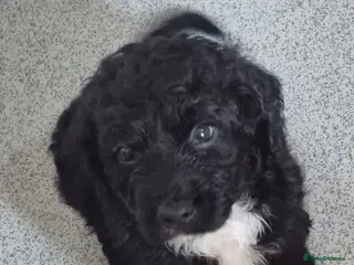 Cockapoo dogs F1 VET checked healthy cockapoos - Ready - Advert 2