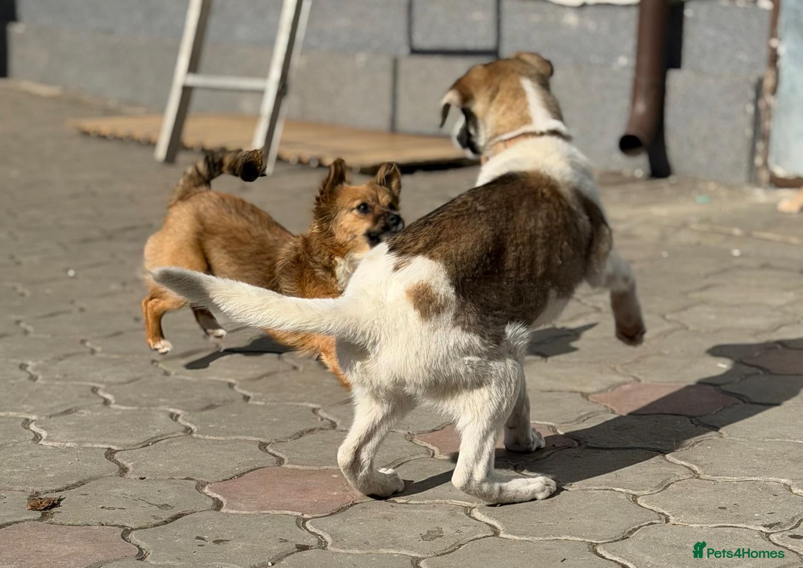 Silva — Mixed Breed