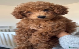 Toy Poodle dogs for sale: Gorgeous toy poodle looking for forever home - Image 1
