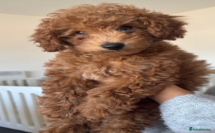 Toy Poodle dogs - Advert 4