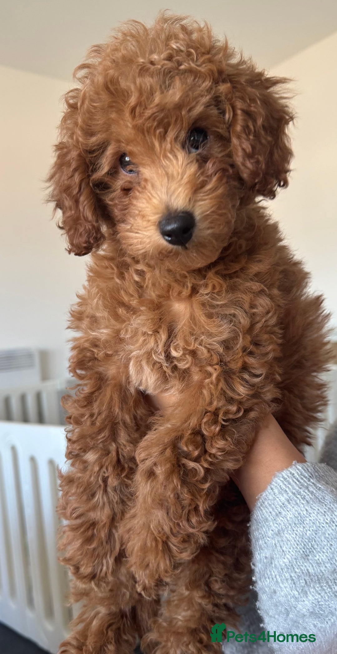 Toy Poodle dogs for sale: Gorgeous toy poodle looking for forever home - Image 1