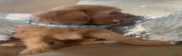 Cavapoo dogs for sale: Cavapoo puppies MALE stunning and cuddly  - Advert 12