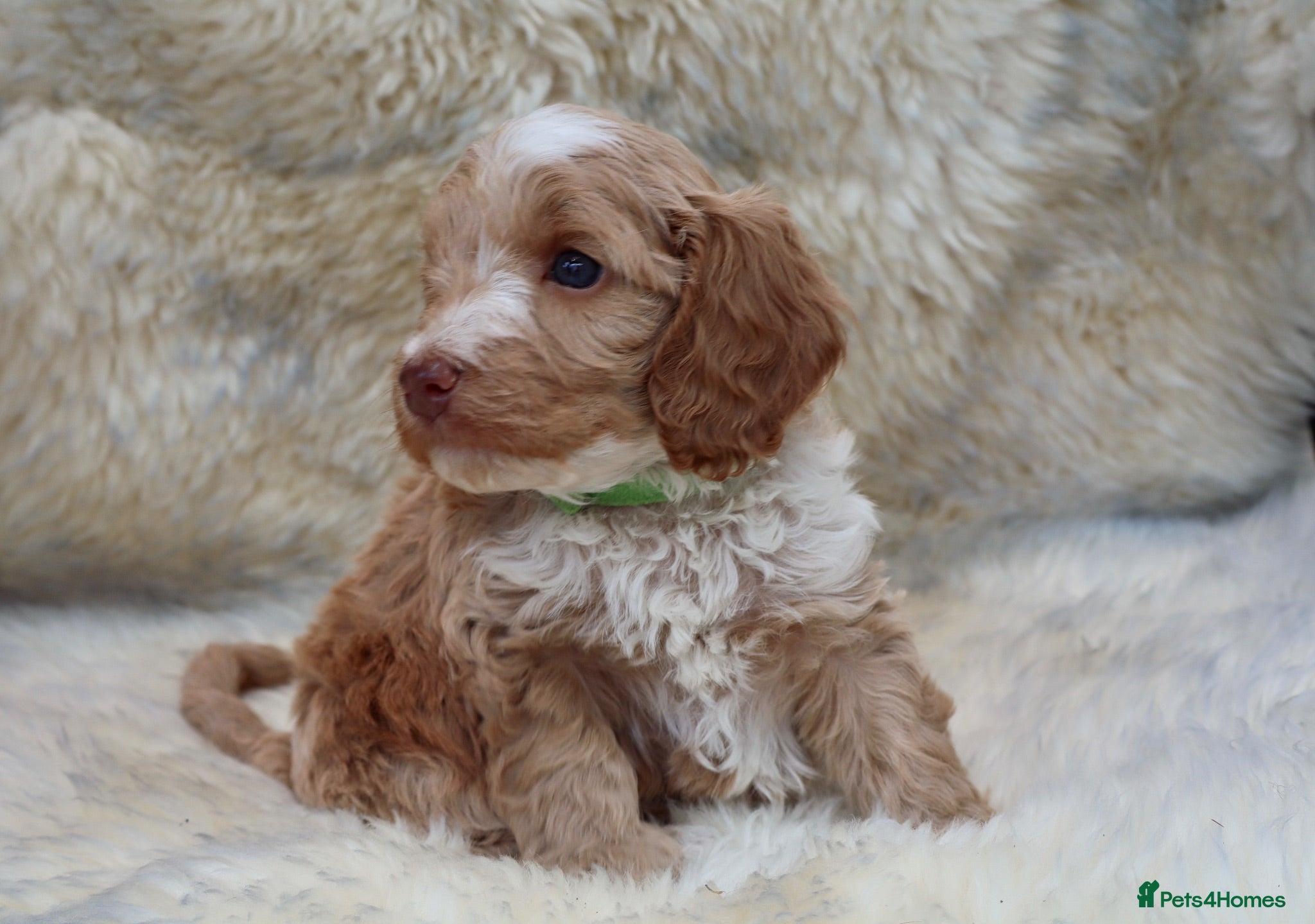 Cockapoo dogs F1 COCKAPOOS 5* LICENSED BREEDER - Advert 1