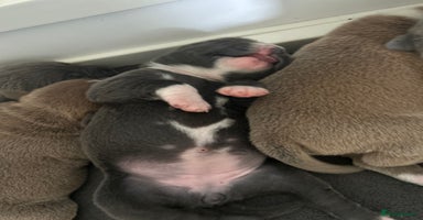 Staffordshire Bull Terrier dogs - Advert 5