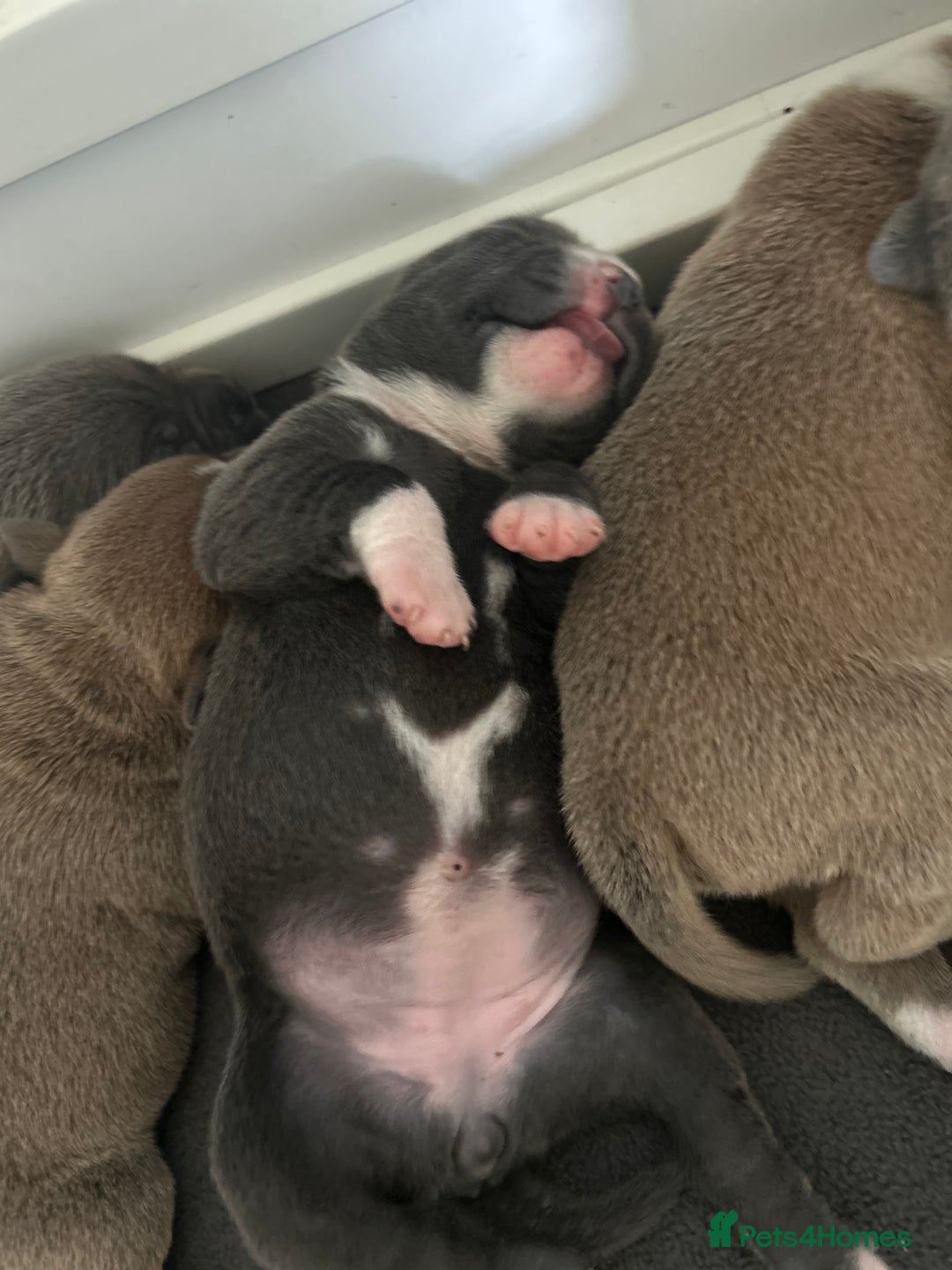 Staffordshire Bull Terrier dogs for sale: KC REG STAFFORDSHIRE BULL TERRIER PUPS - Image 3