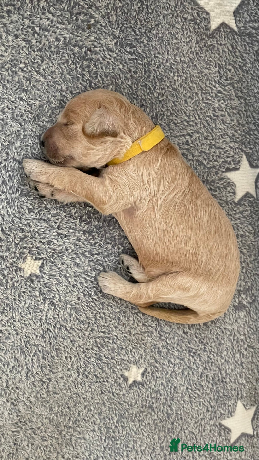 Goldendoodle dogs for sale: F1b Goldendoodles available for reservation - Image 16