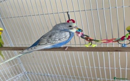 Budgerigars birds for sale: Male buddies  - Image 3