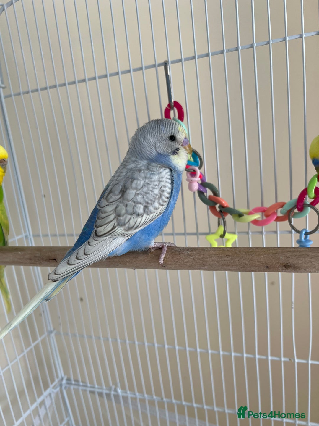 Budgerigars birds for sale: Male buddies  - Image 3