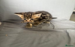 Mixed Breed cats for sale: Kittens for sale  - Image 1