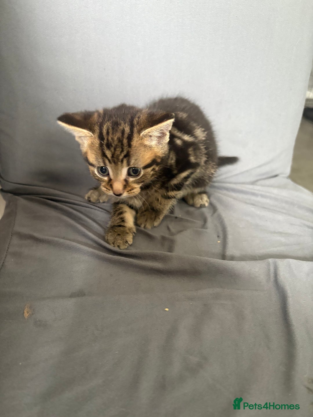 Mixed Breed cats for sale: Kittens for sale  - Image 1