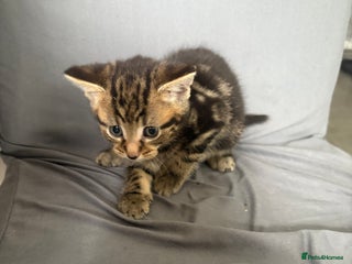 Mixed Breed cats - Advert 30