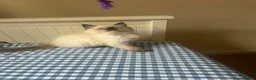 Ragdoll cats for sale: GCCF Adorable ragdoll kittens ready to gohome now - Advert 32