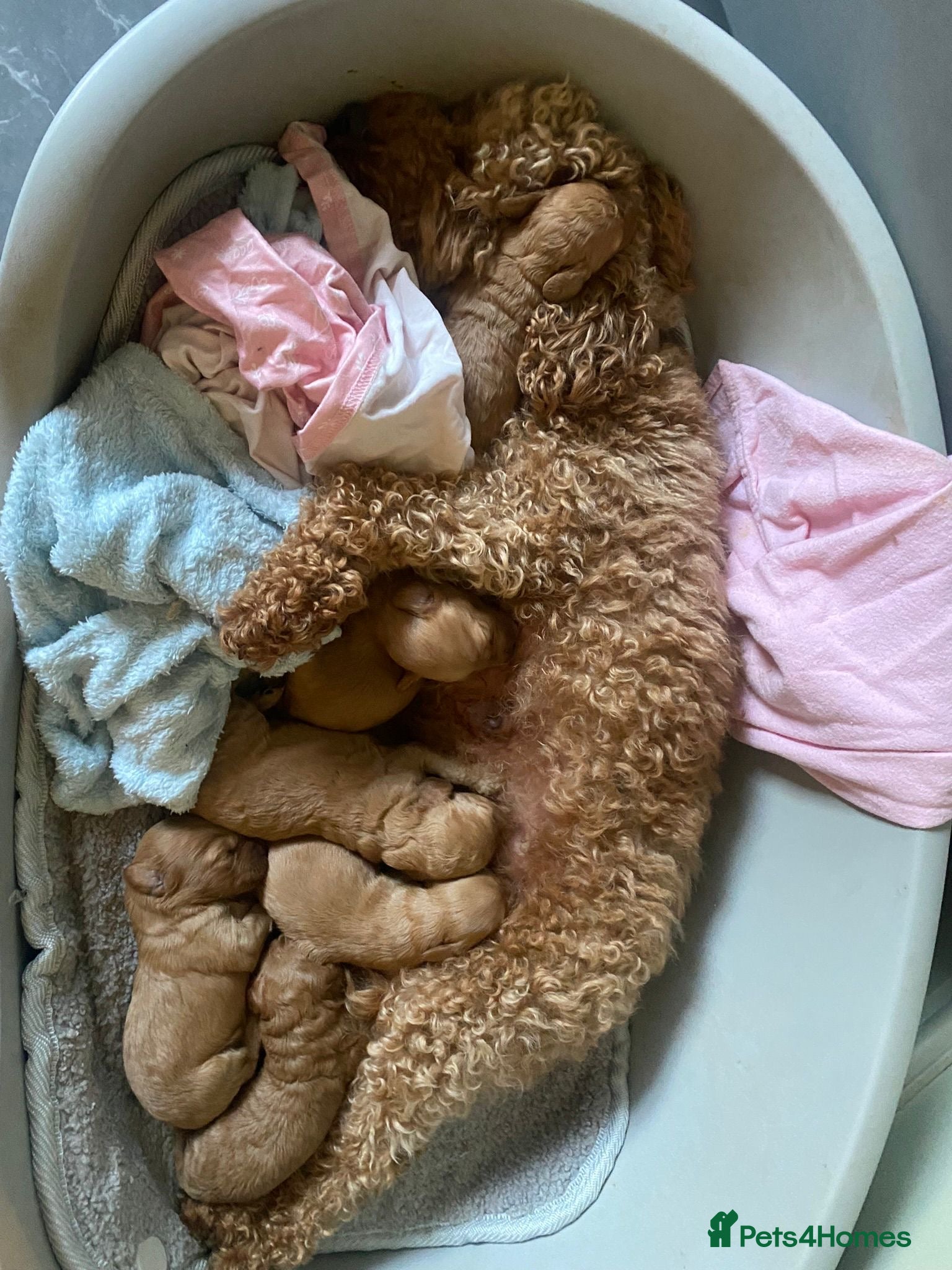 Cockapoo dogs F1B apricot cockapoos available from 21st December - Advert 1