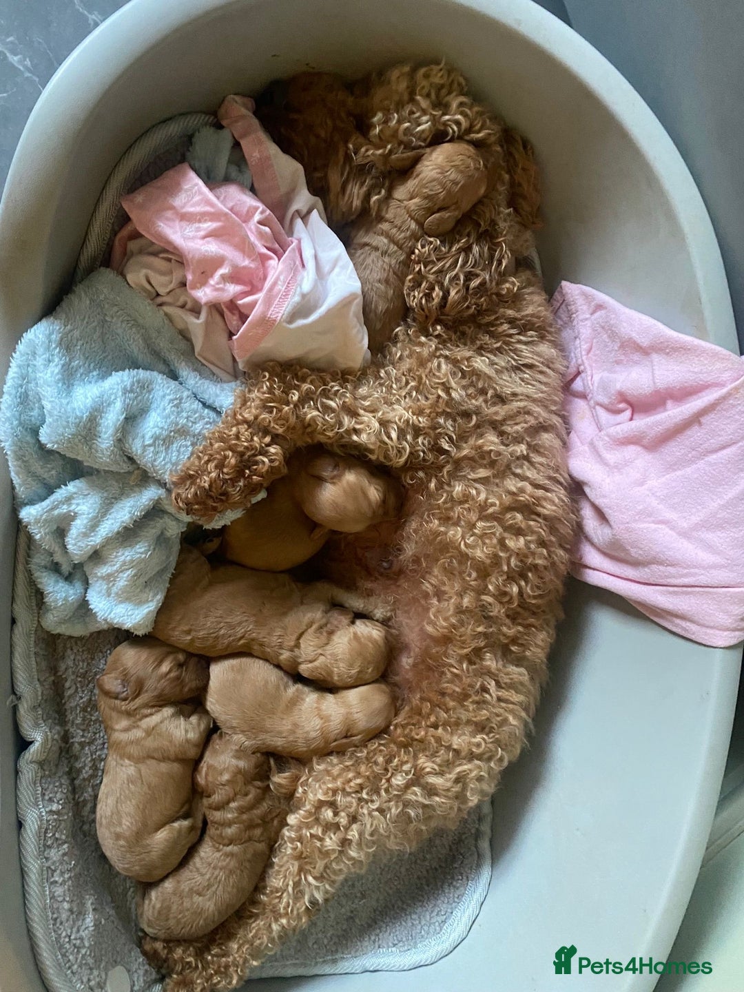 Cockapoo dogs for sale: F1B apricot cockapoos  - Advert 1