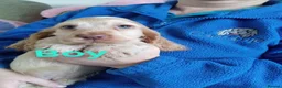 Cocker Spaniel dogs for sale: 1 boy remaining. Show type KC reg cocker spaniel. - Advert 6