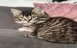 Ragdoll cats for stud: Bluepoint ragdoll stud  in Milton Keynes - Image 23