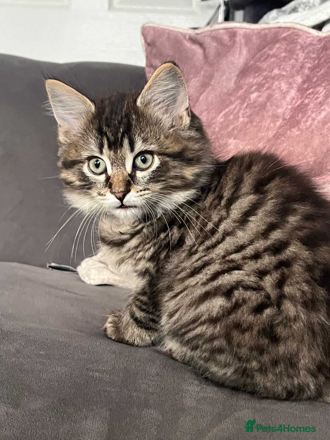 Ragdoll cats for stud: Bluepoint ragdoll stud  in Milton Keynes - Image 23