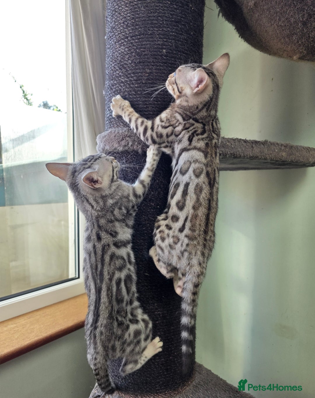 Bengal cats for sale:  Outstanding Quality Bengal kittens ready to leave - Image 29