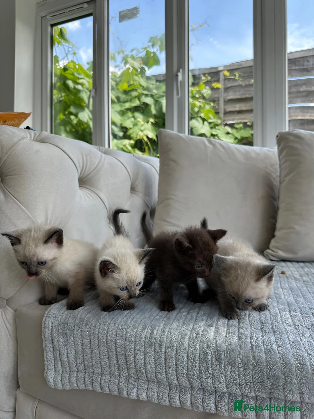 Ragdoll cats for sale: 4 ragdoll x british shorthair kittens  - Advert 1
