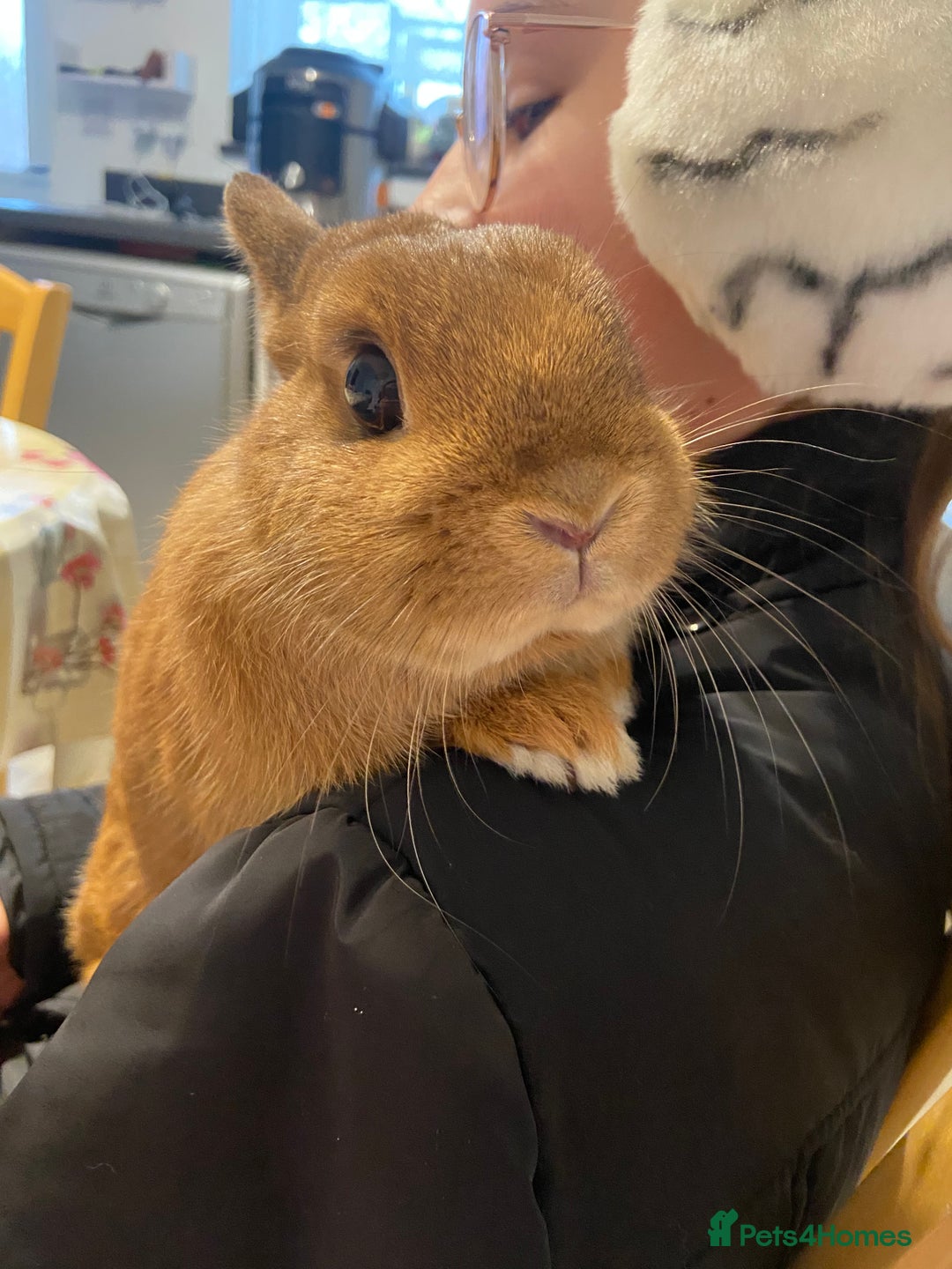 Netherland Dwarf rabbits for sale: Beautiful female Netherland dwarf rabbit  - Advert 1