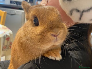 Netherland Dwarf rabbits Beautiful female Netherland dwarf rabbit - Advert 1