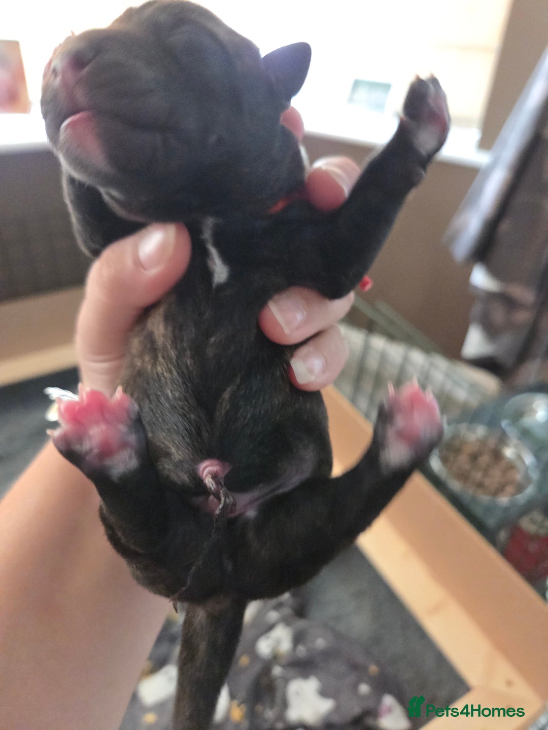 Mixed Breed dogs for sale: Beautiful Collie x K.C Staffy Pups  - Image 15