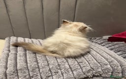 Ragdoll cats for sale: 🐾 Ragdoll/British Shorthair Mix 🐾 - Advert 3