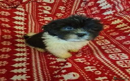 Mixed Breed dogs for sale: Tebetan terrier x shih tzu  - Image 9