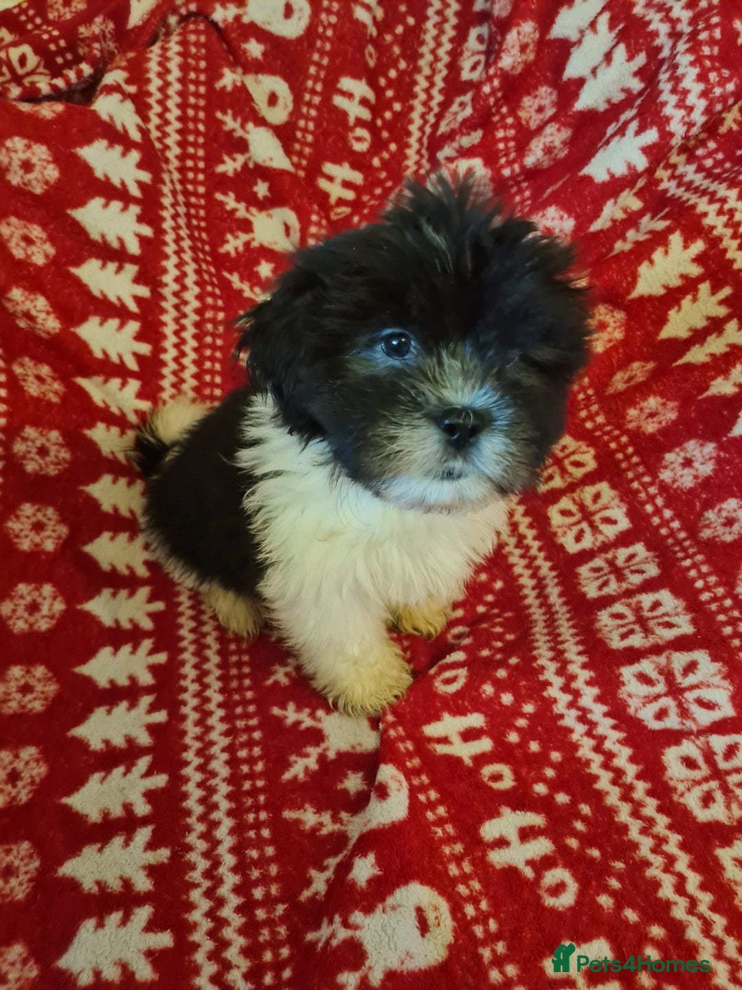 Mixed Breed dogs for sale: Tebetan terrier x shih tzu  - Image 9