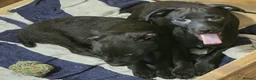 Patterdale Terrier dogs for sale: Patterdale Puppies - Females - Advert 19